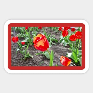 Red flowers tulips, spring nature, photo Sticker